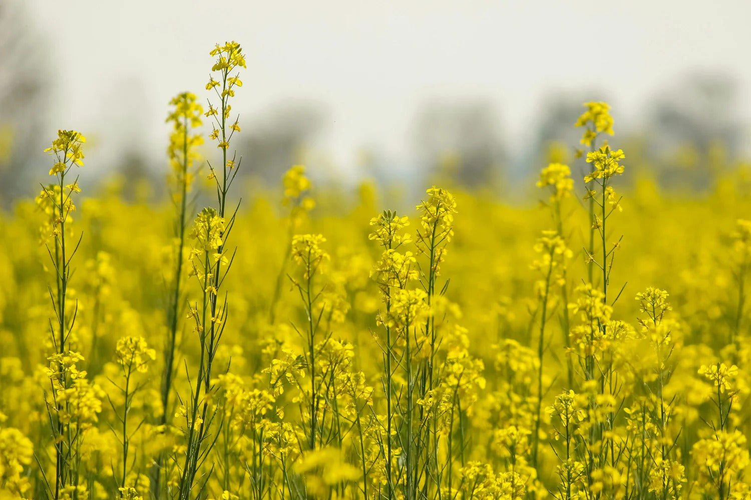 Why Non-Adulterated Mustard Oil is a Must for Your Health