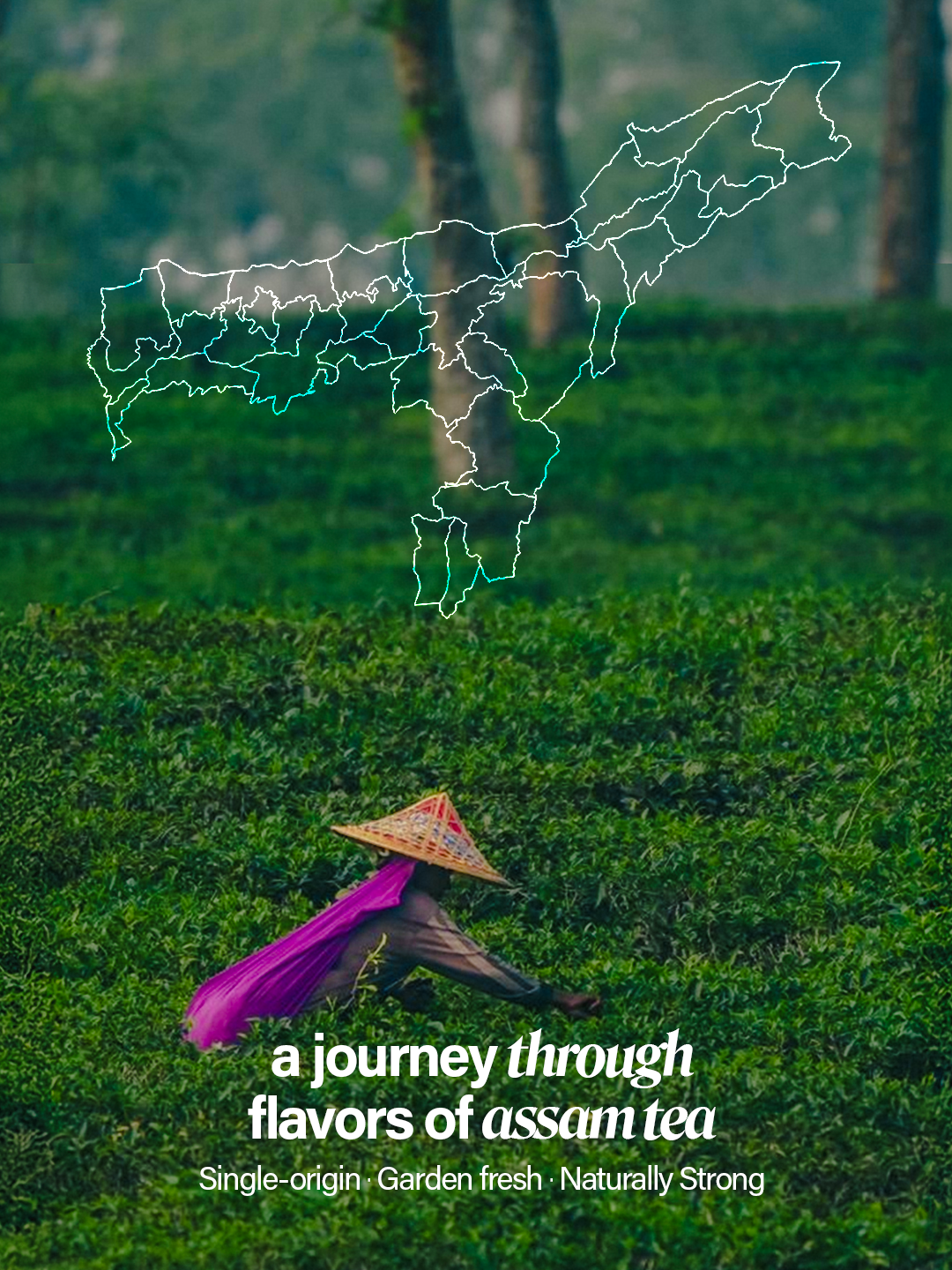 Chaéo Everyday Assam Tea – Family Pack
